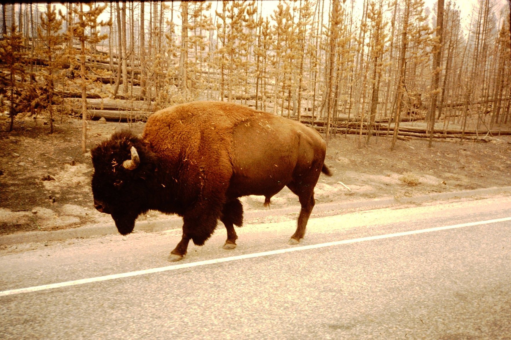 Bison